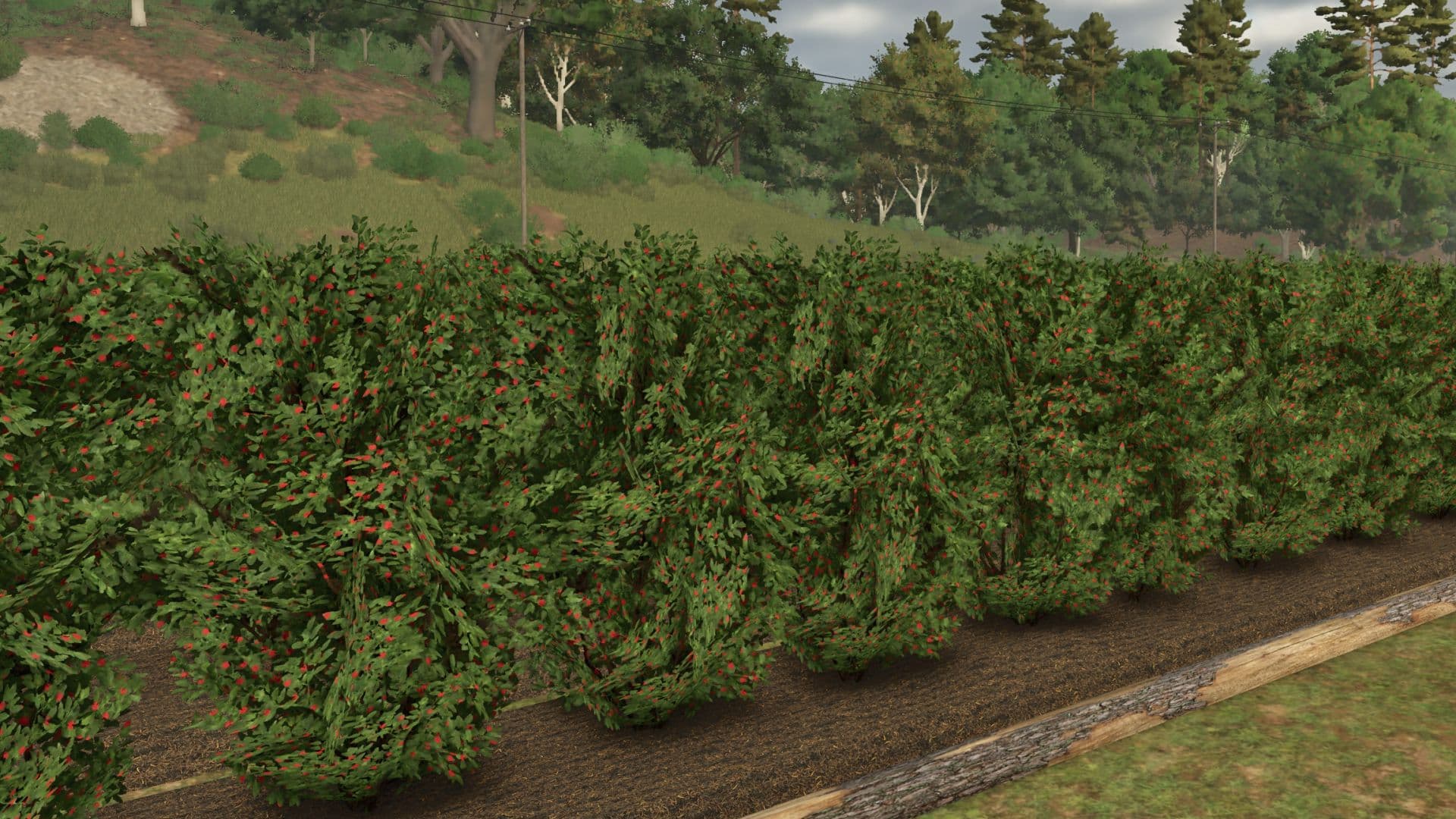 Fruit orchards