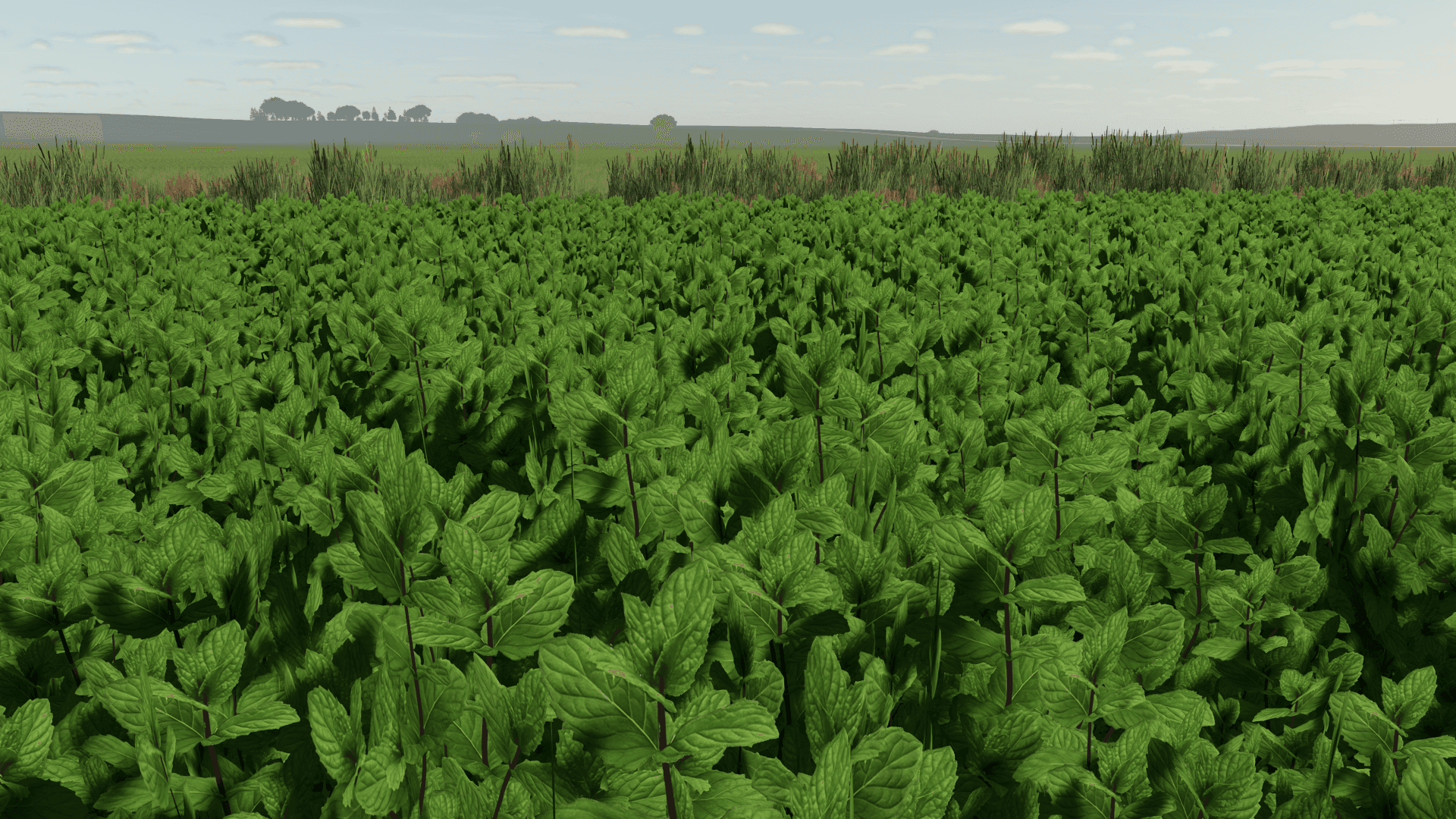 Mint Foliage 4