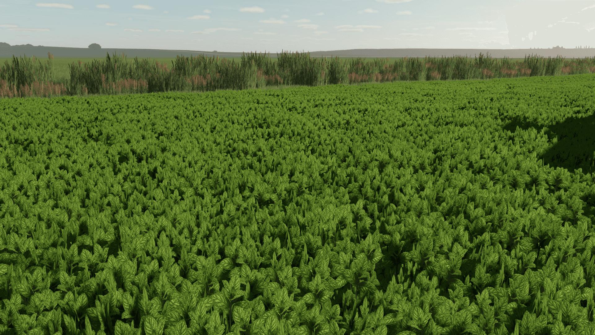 Mint Foliage 3