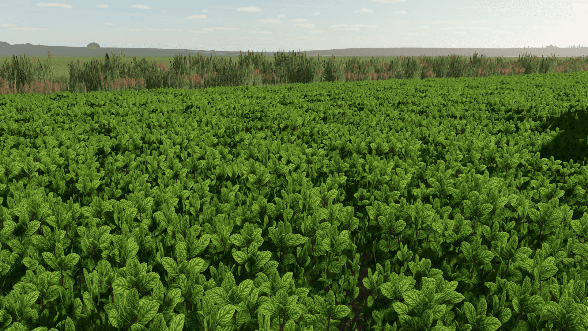 Mint Foliage 2