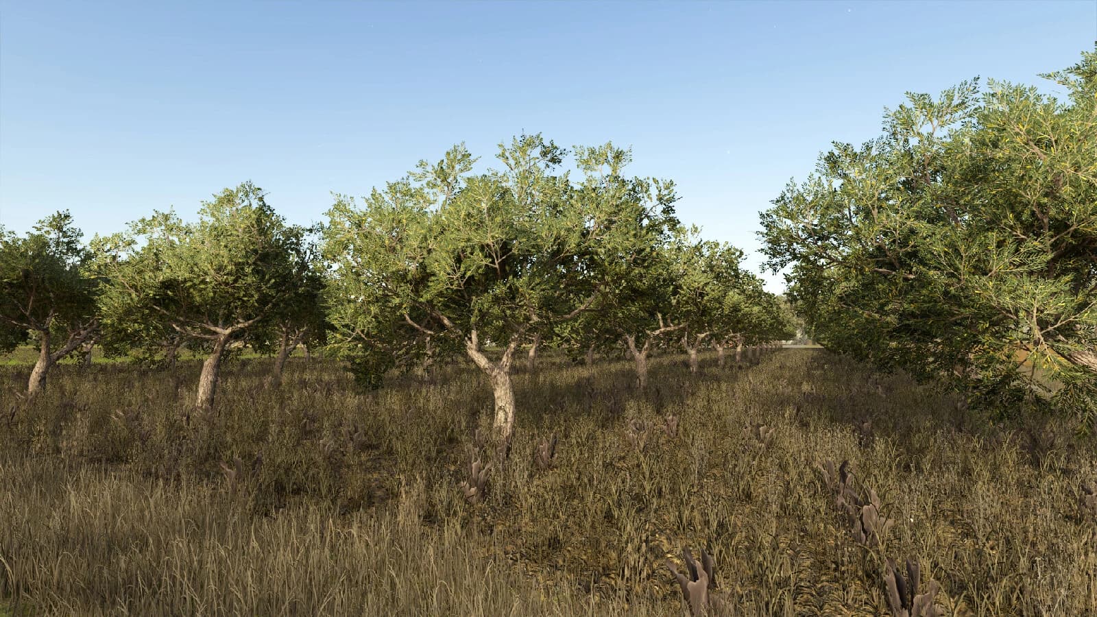 Olives + Olive Picker 3