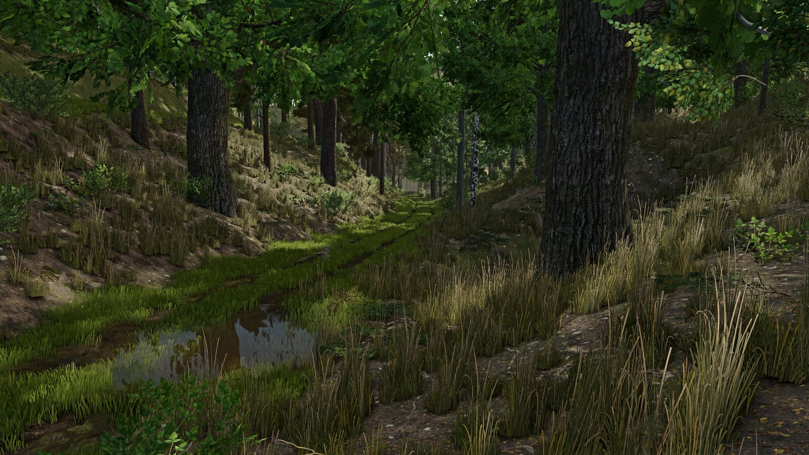 Palatinate Forest 2