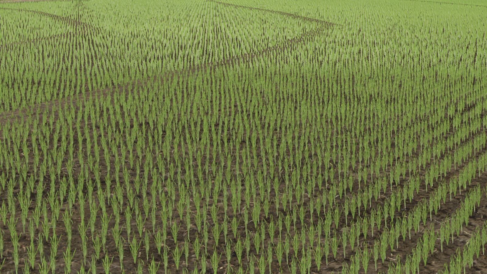 Rice Fields SA 4