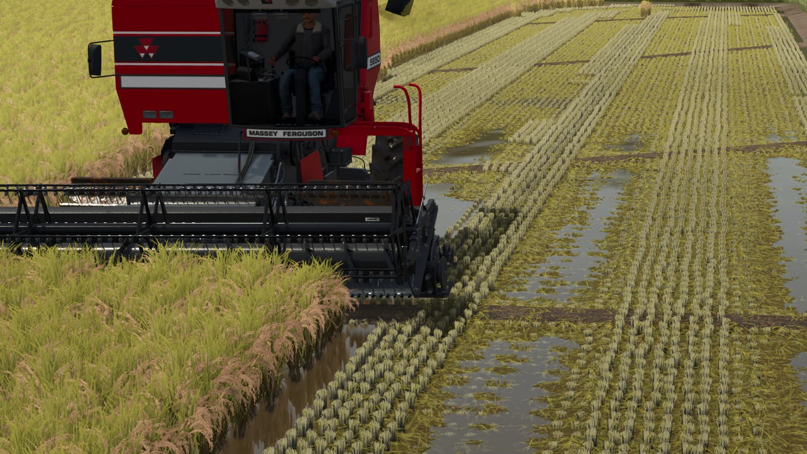 Rice Fields SA 2