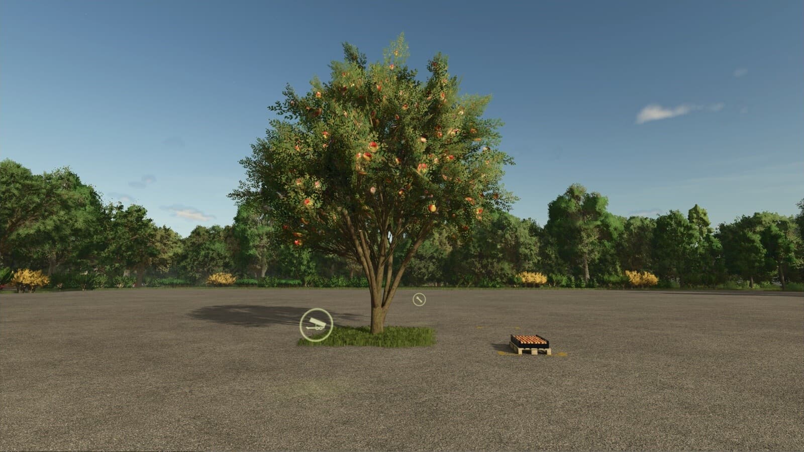 Apple Tree 5