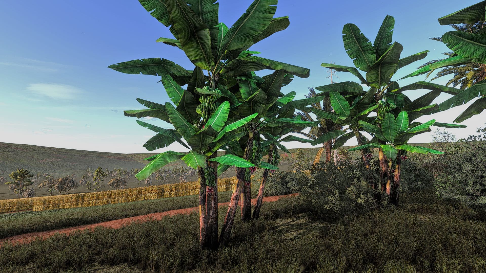Banana tree