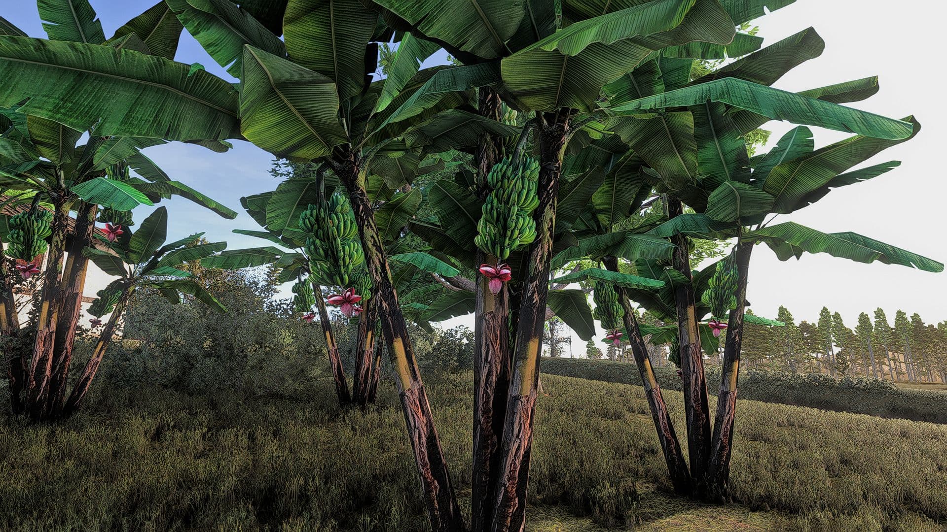 Banana tree 2