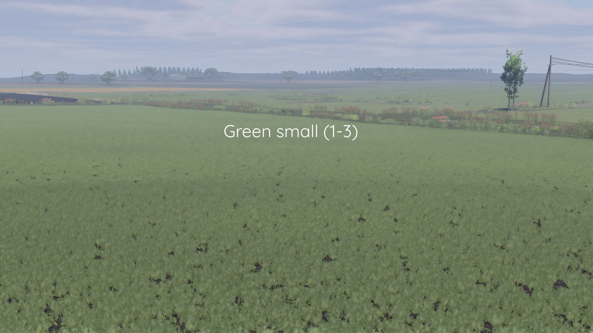 Better canola texture 4