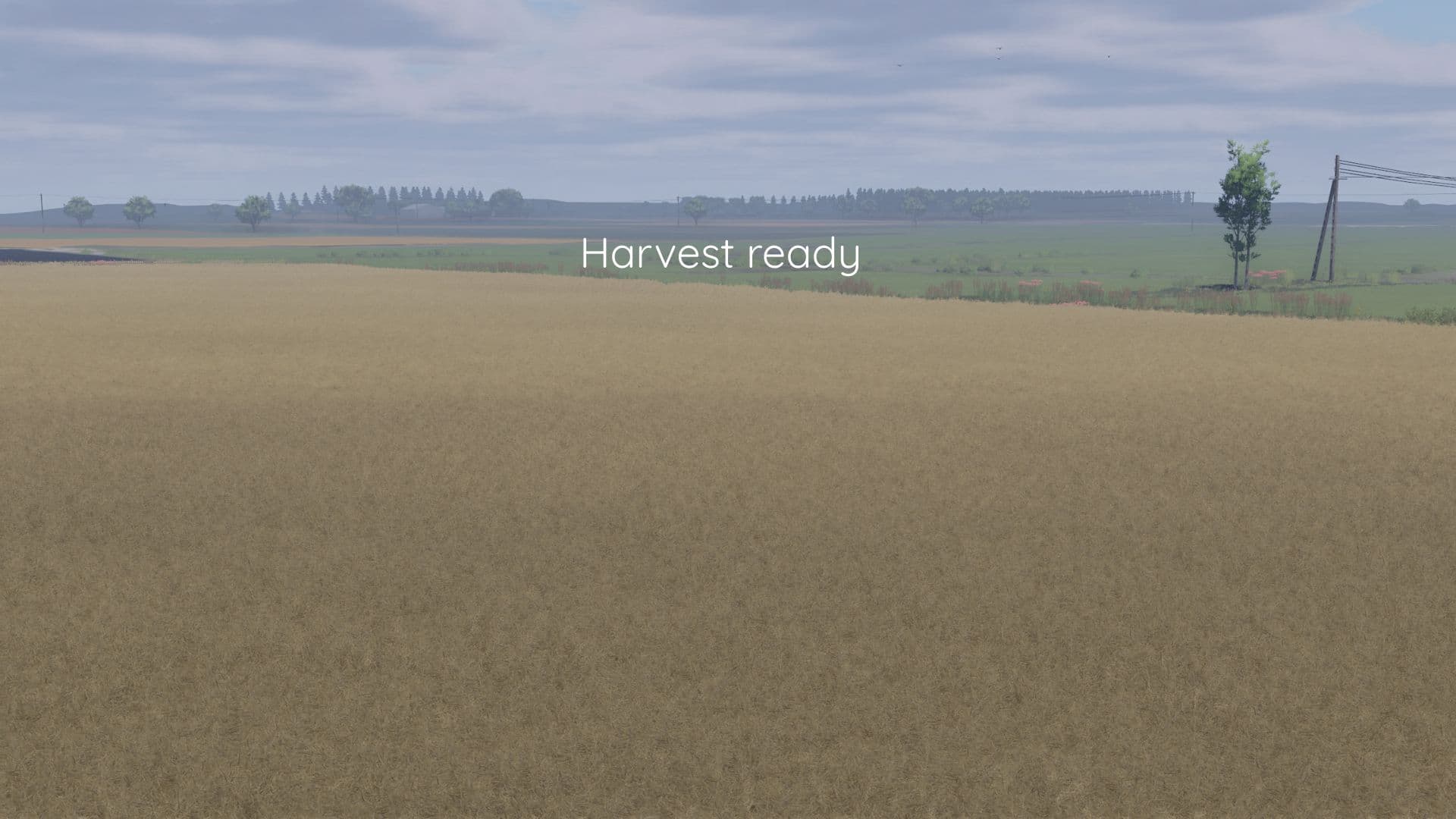 Better canola texture 3