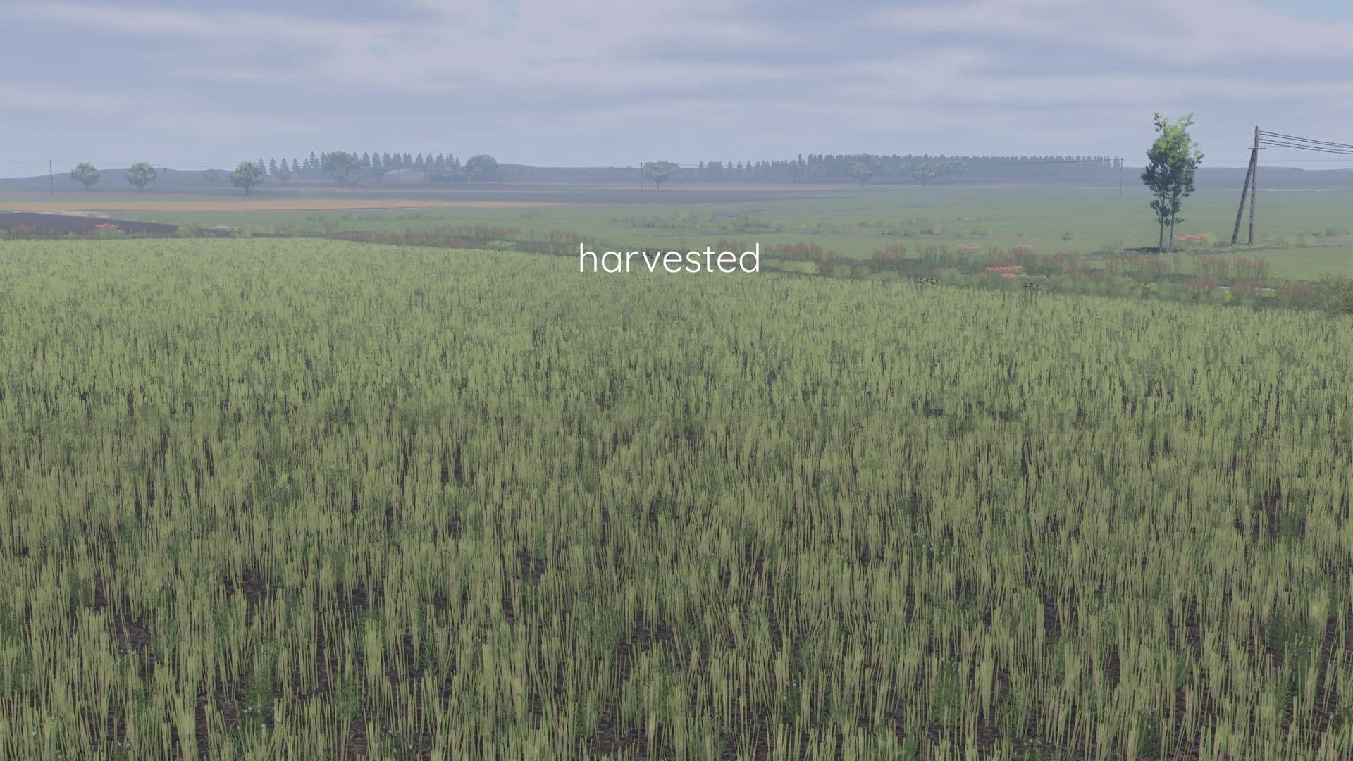Better canola texture 2