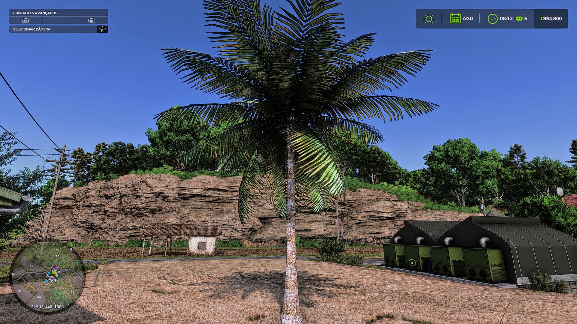 Coconut tree
