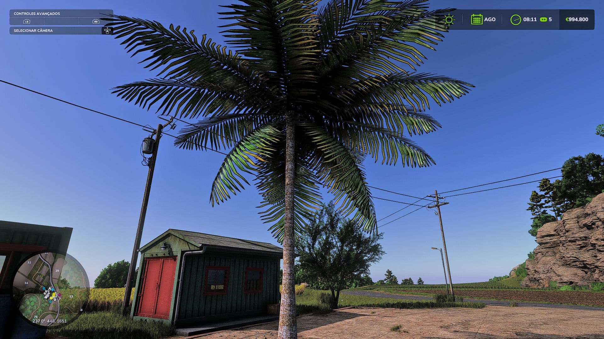Coconut tree 2