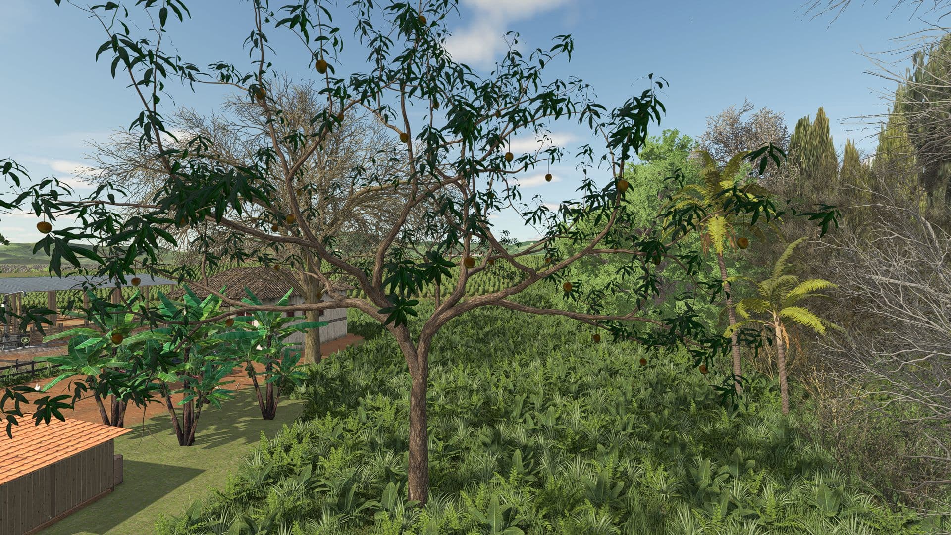Mango Tree 2