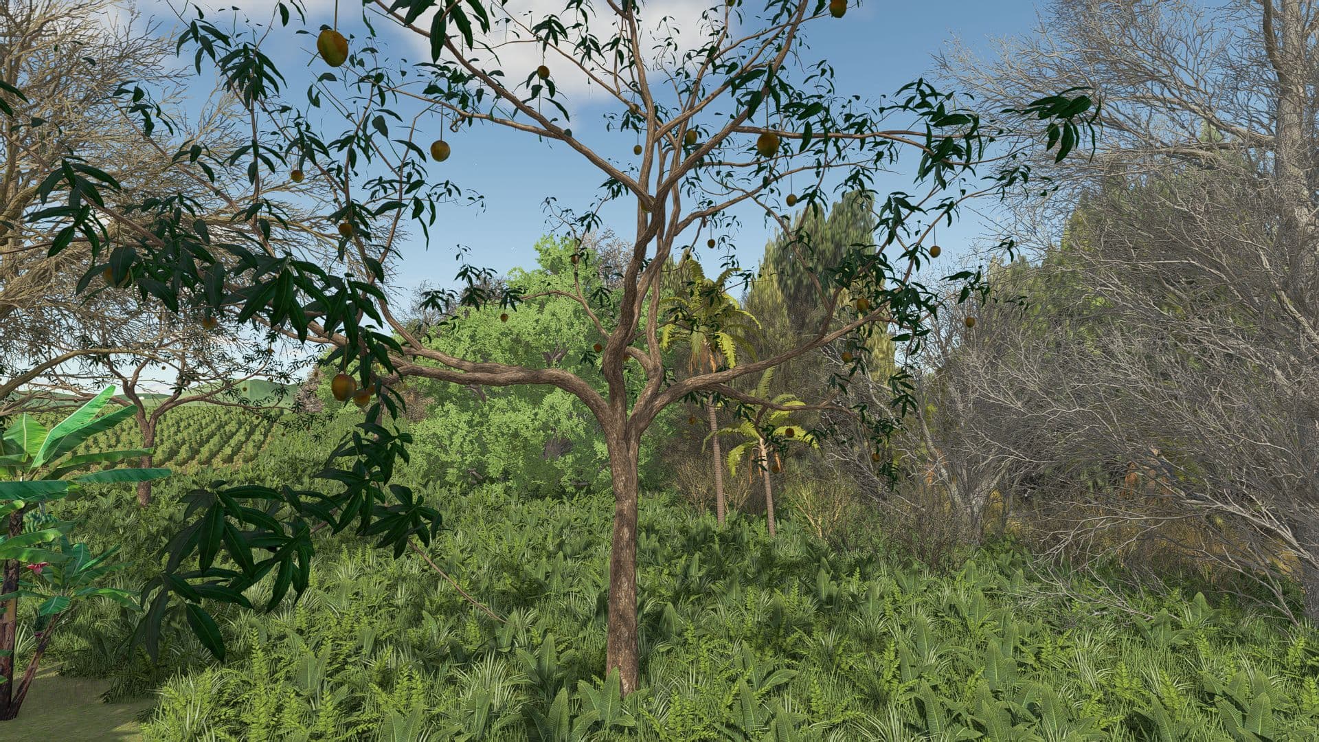 Mango Tree
