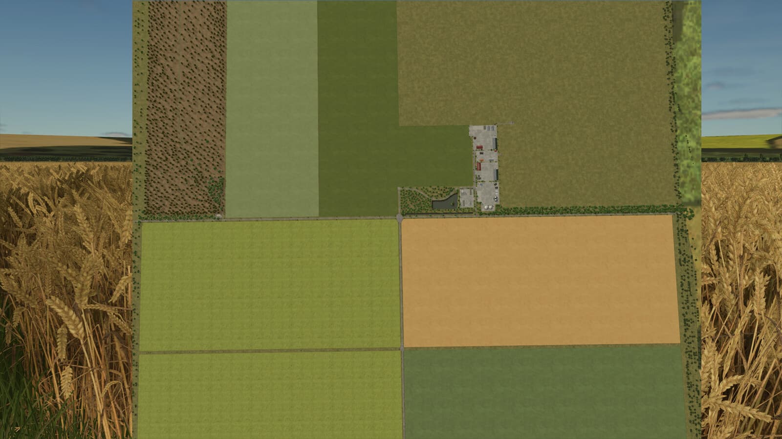 Cows Farm 4