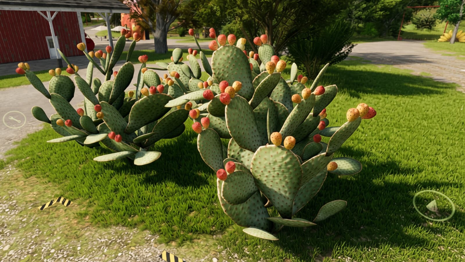 Prickly Pear Cactus 6