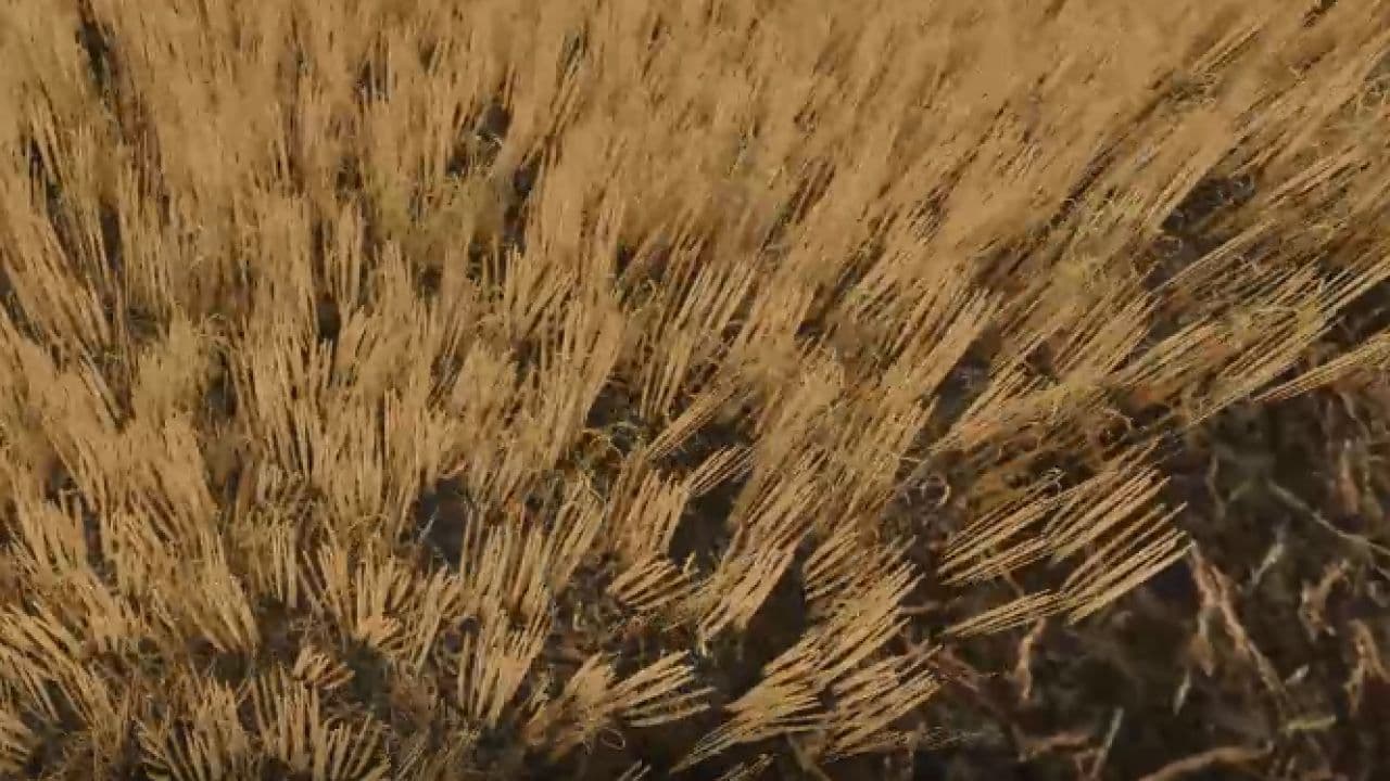 Cut wheat / barley texture 2