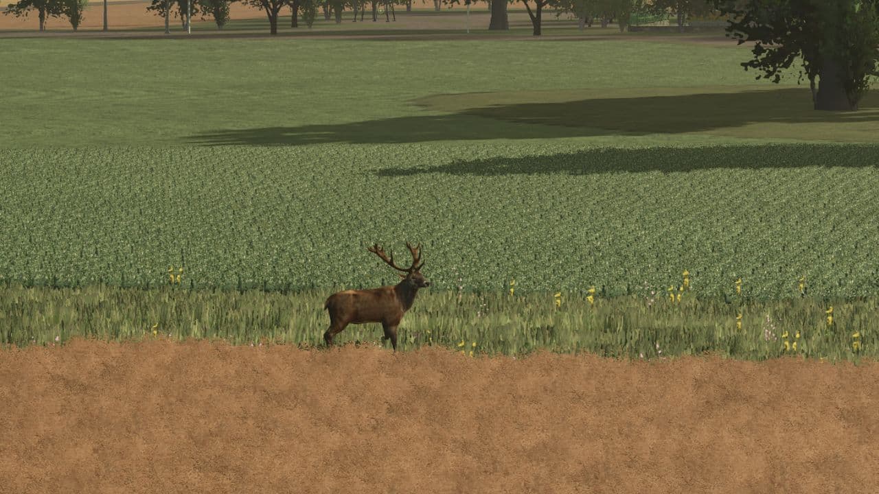 More Wild Animals 3