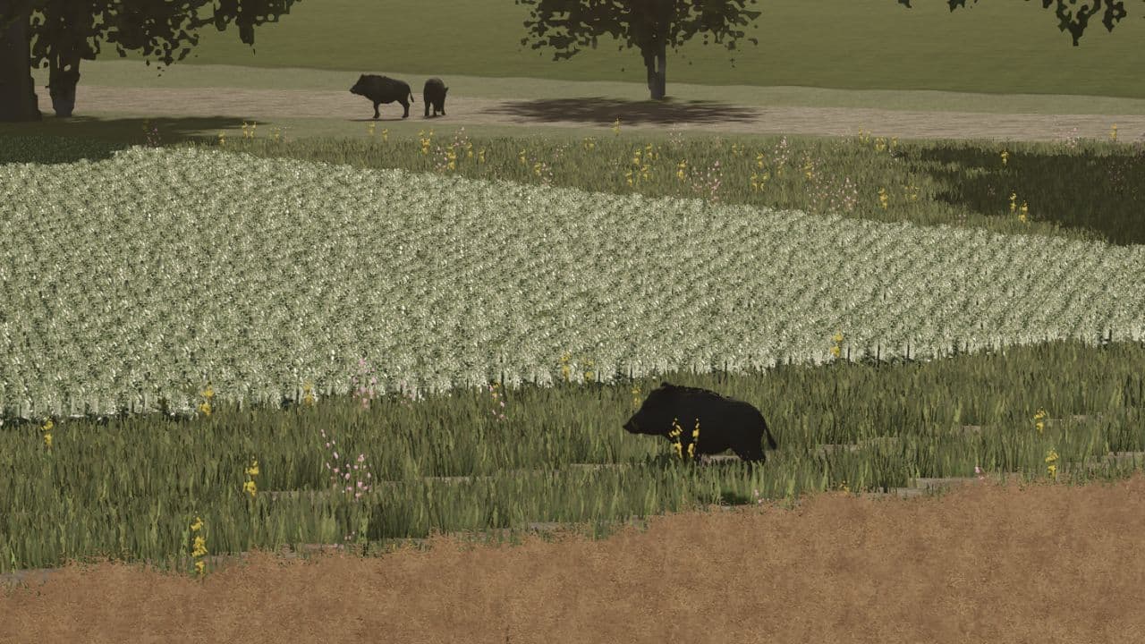 More Wild Animals 2