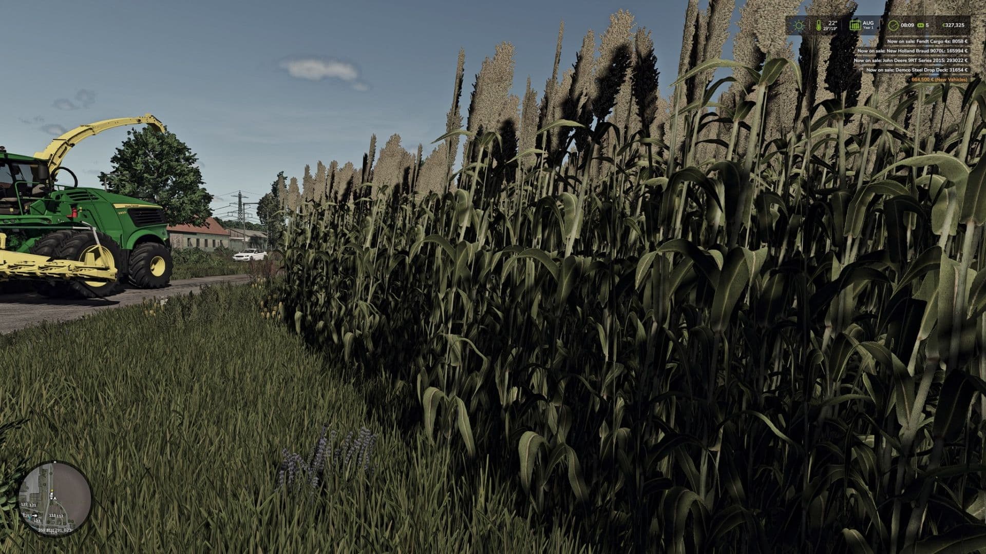 Silage Sorghum 6