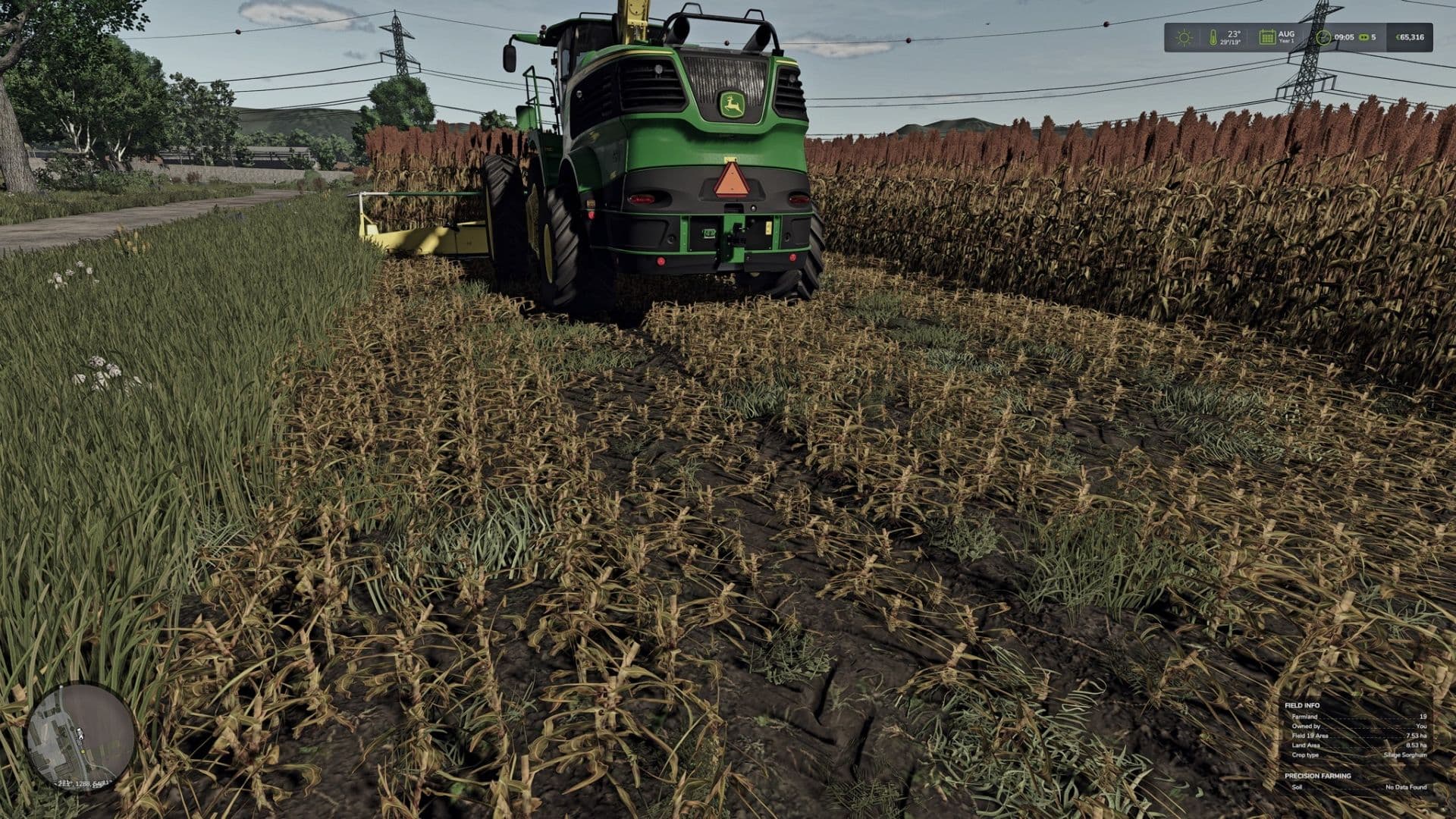 Silage Sorghum 5