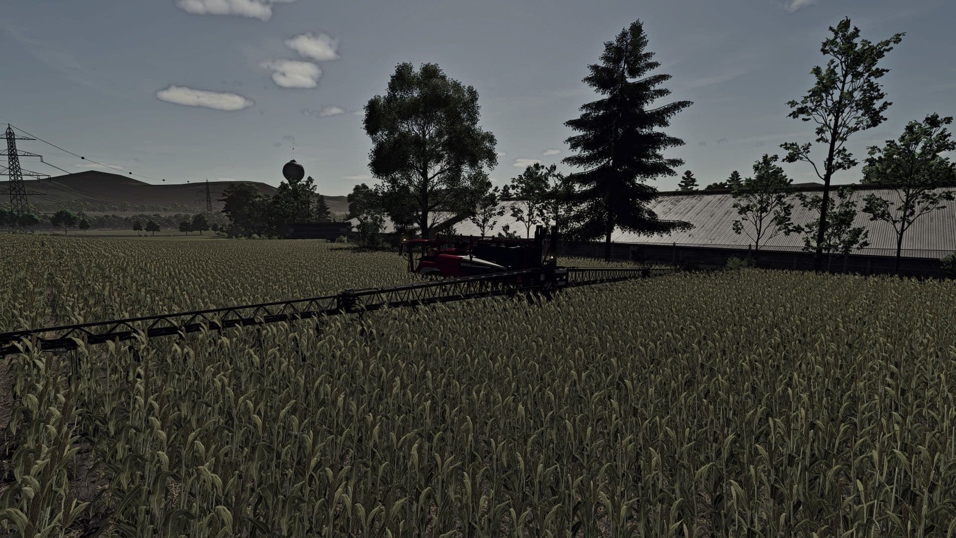 Silage Sorghum 3