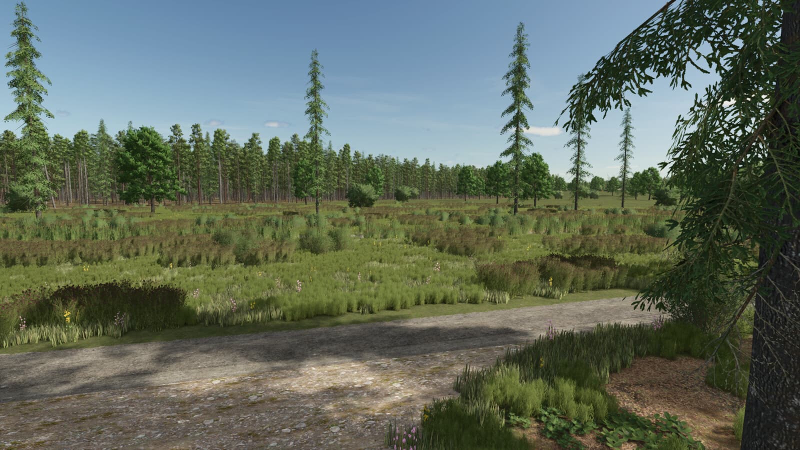Sunshine Forest 5