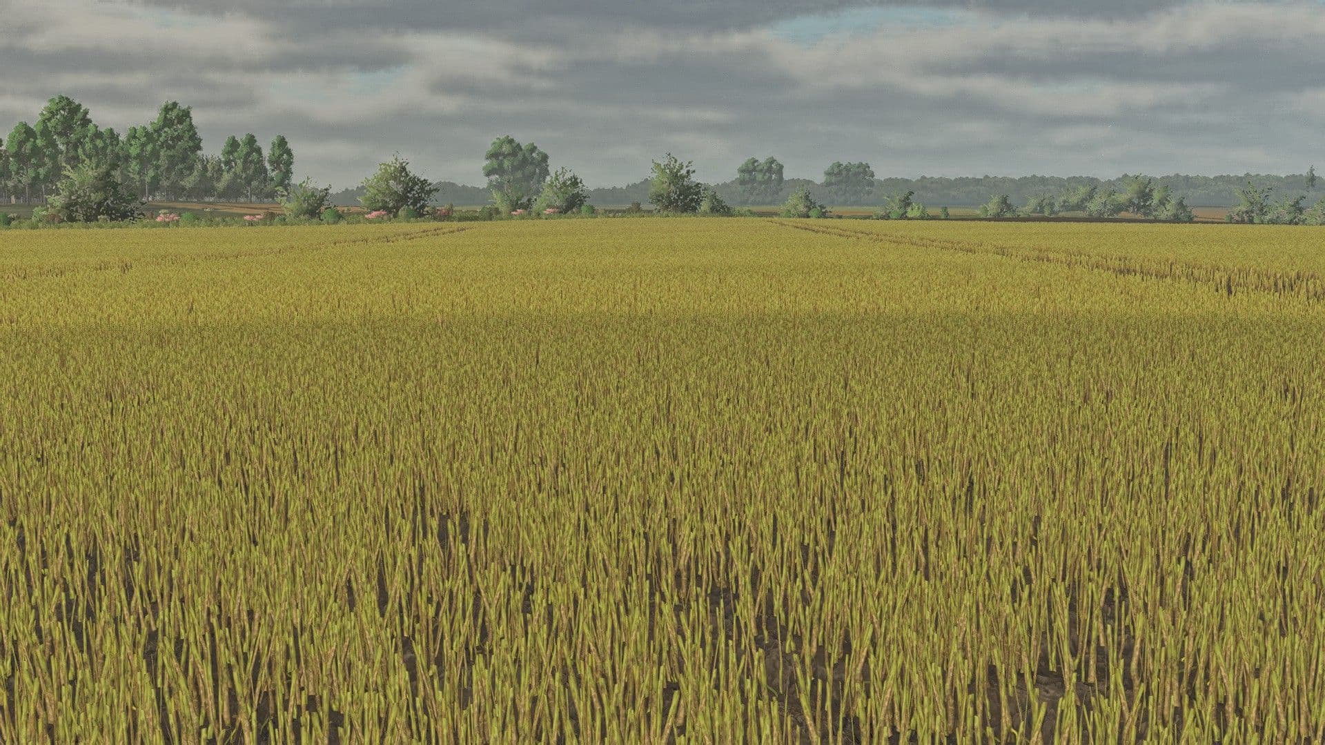 Canola foliages textures 3