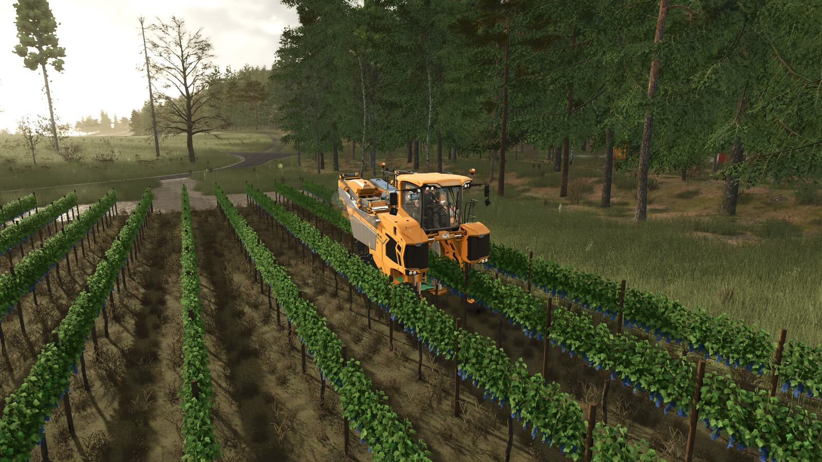 GrapeProcessing And Grape Olives Vines