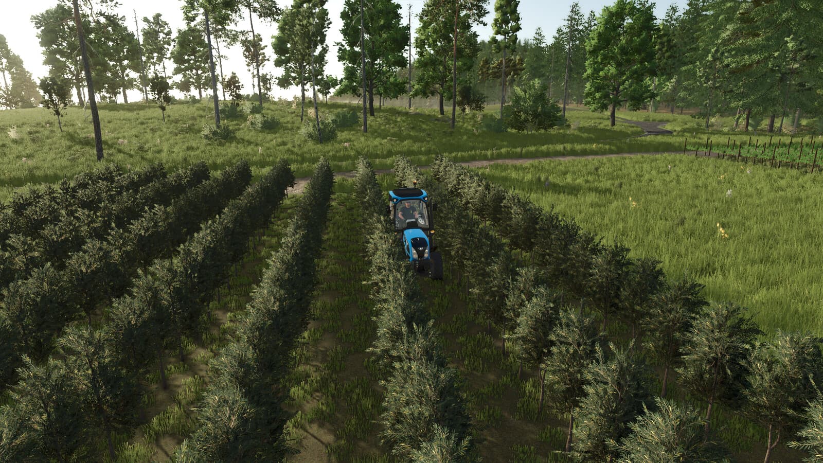 GrapeProcessing And Grape Olives Vines 5
