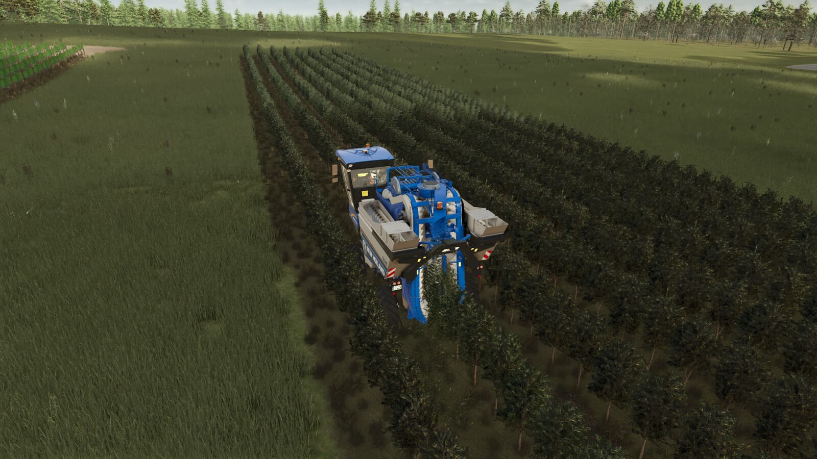 GrapeProcessing And Grape Olives Vines 3