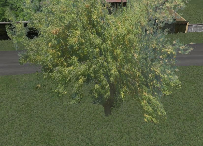 AKACIA TREE