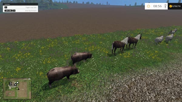 Animals