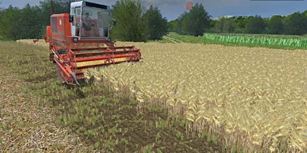 Barley texture [SP] 2