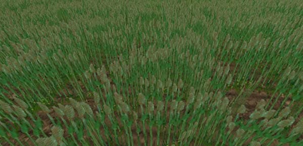 Barley texture [SP]