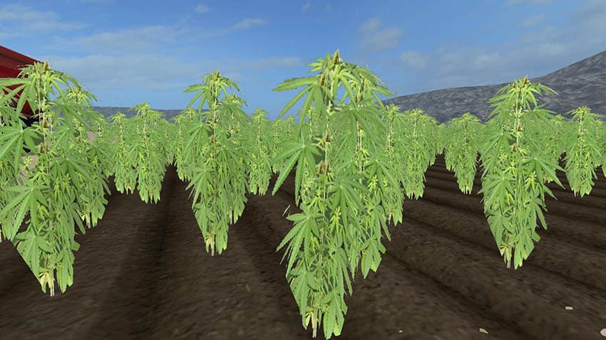 Cannabis Crop 2