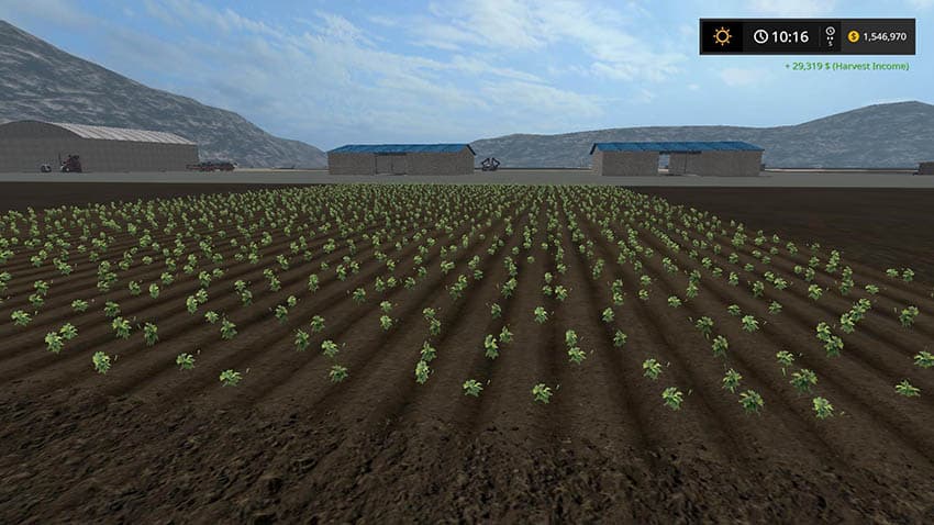 Cannabis Crop