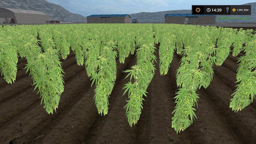 Cannabis Crop 3