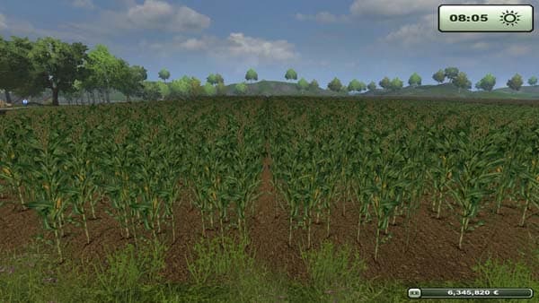 Corn texture [SP] 2