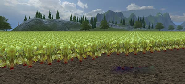 Crop Fodder Beet