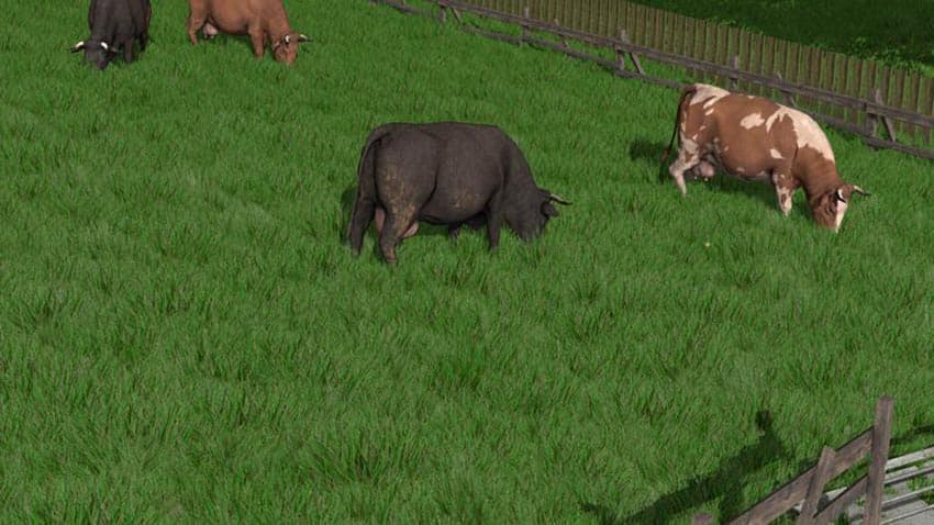 Dense Looking Grass Texture