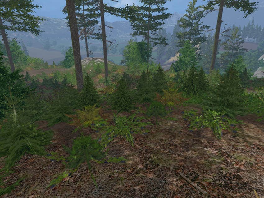 FOREST PLANTS FOLIAGE [SP]