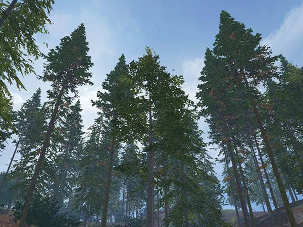Fir placable [MP]