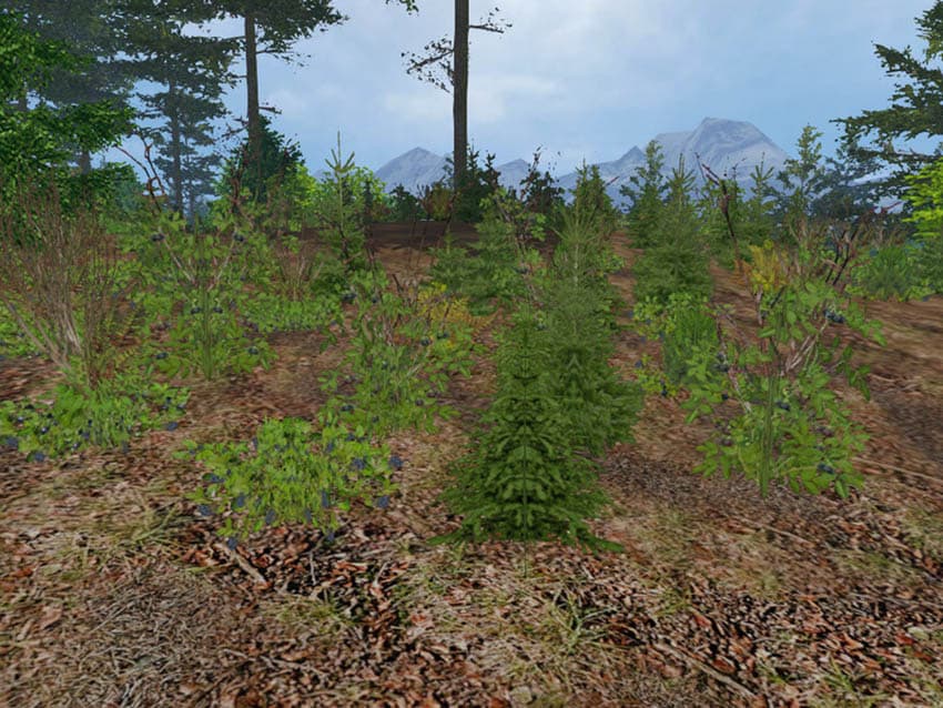 Forest plants [SP] 2