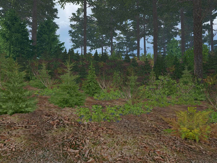 Forest plants [SP]