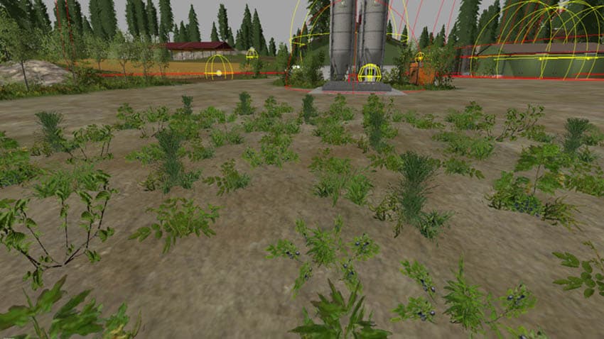 Forest undergrowth [SP] 2