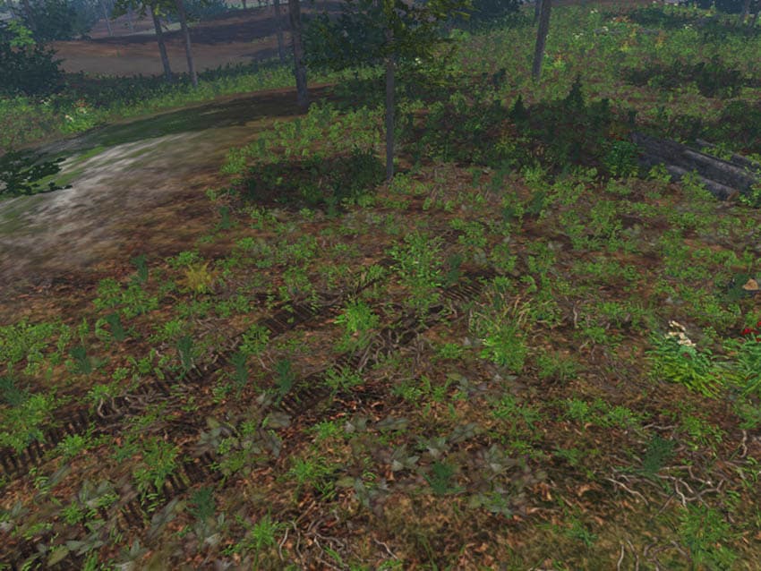 Forest undergrowth [SP]