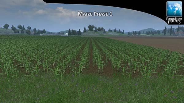 Forgotten Maize Plants [SP] 2