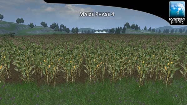 Forgotten Maize Plants [SP]
