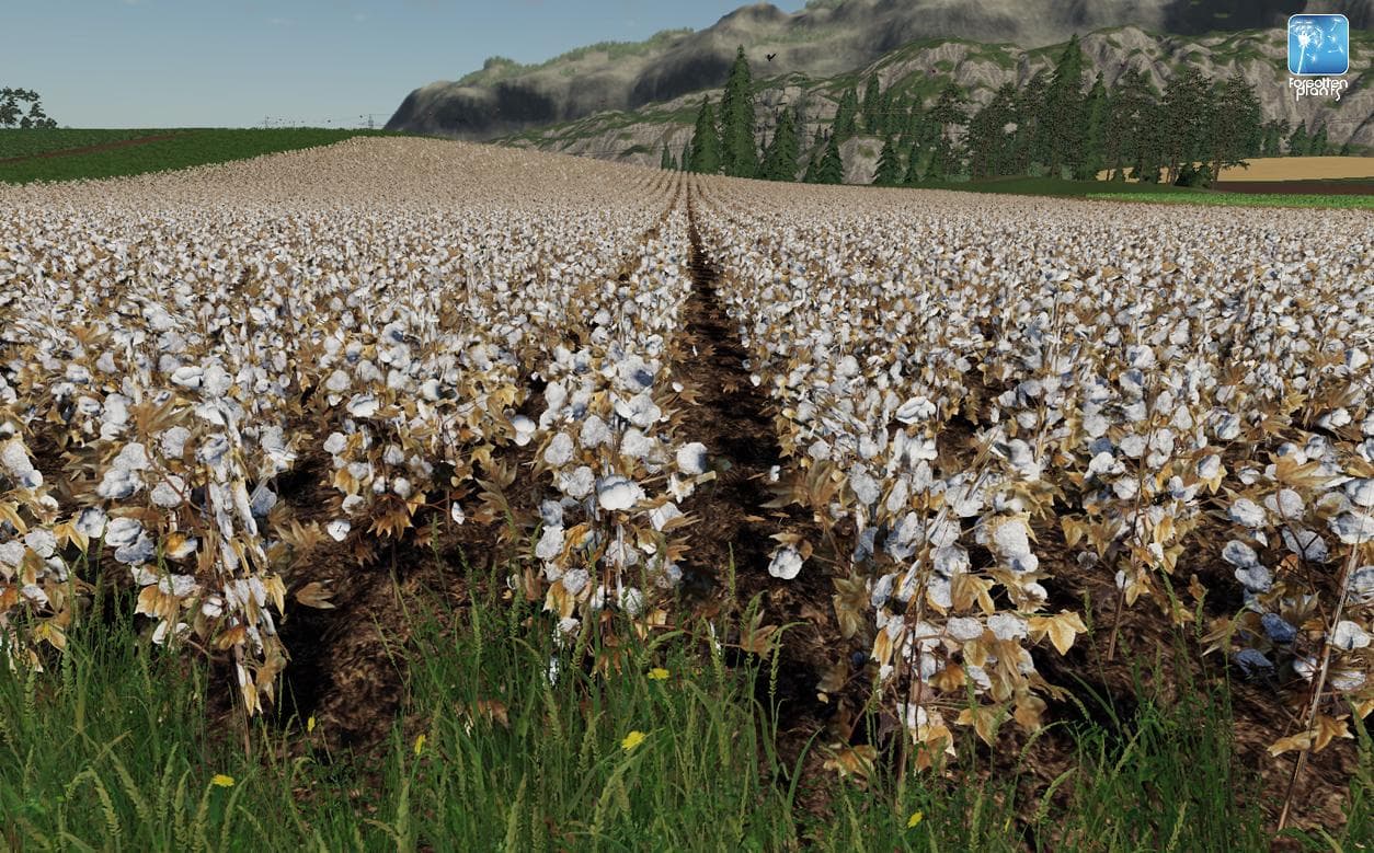 Forgotten Plants - Cotton 3